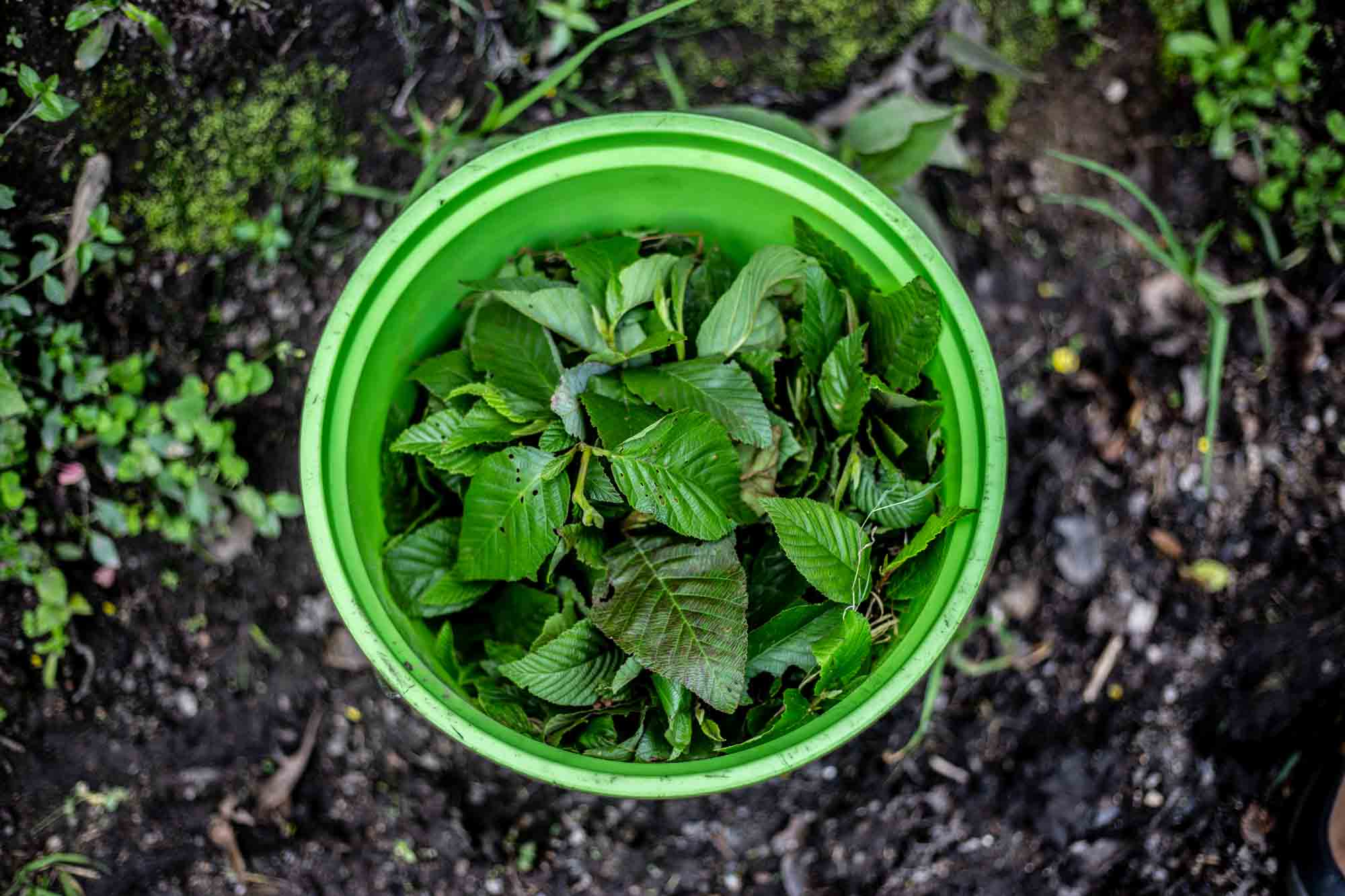 Plantation d'un arbre dans une forêt au Pérou