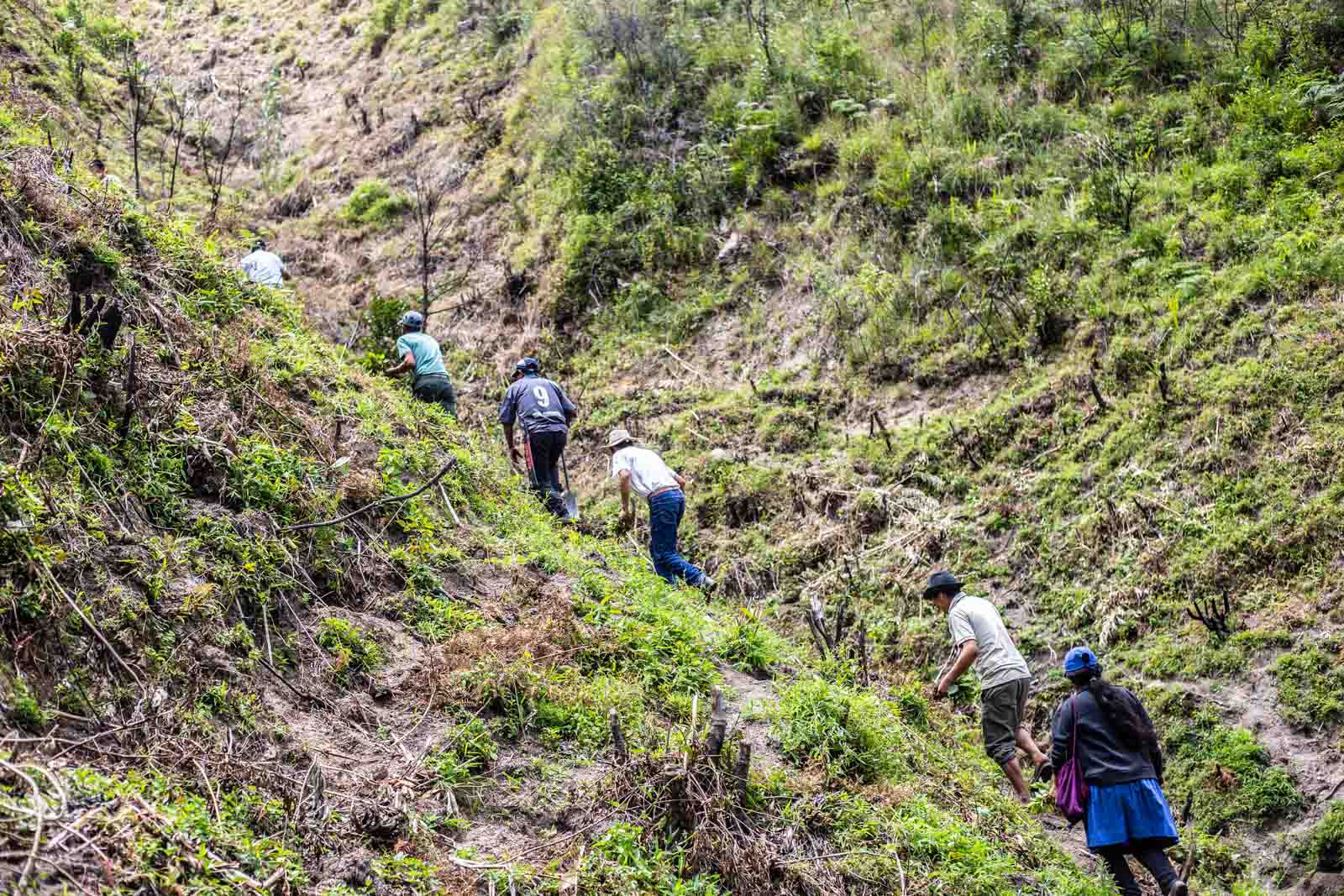 Travail de plantation d'arbres au Pérou par les populations locales pour Reforest'Action