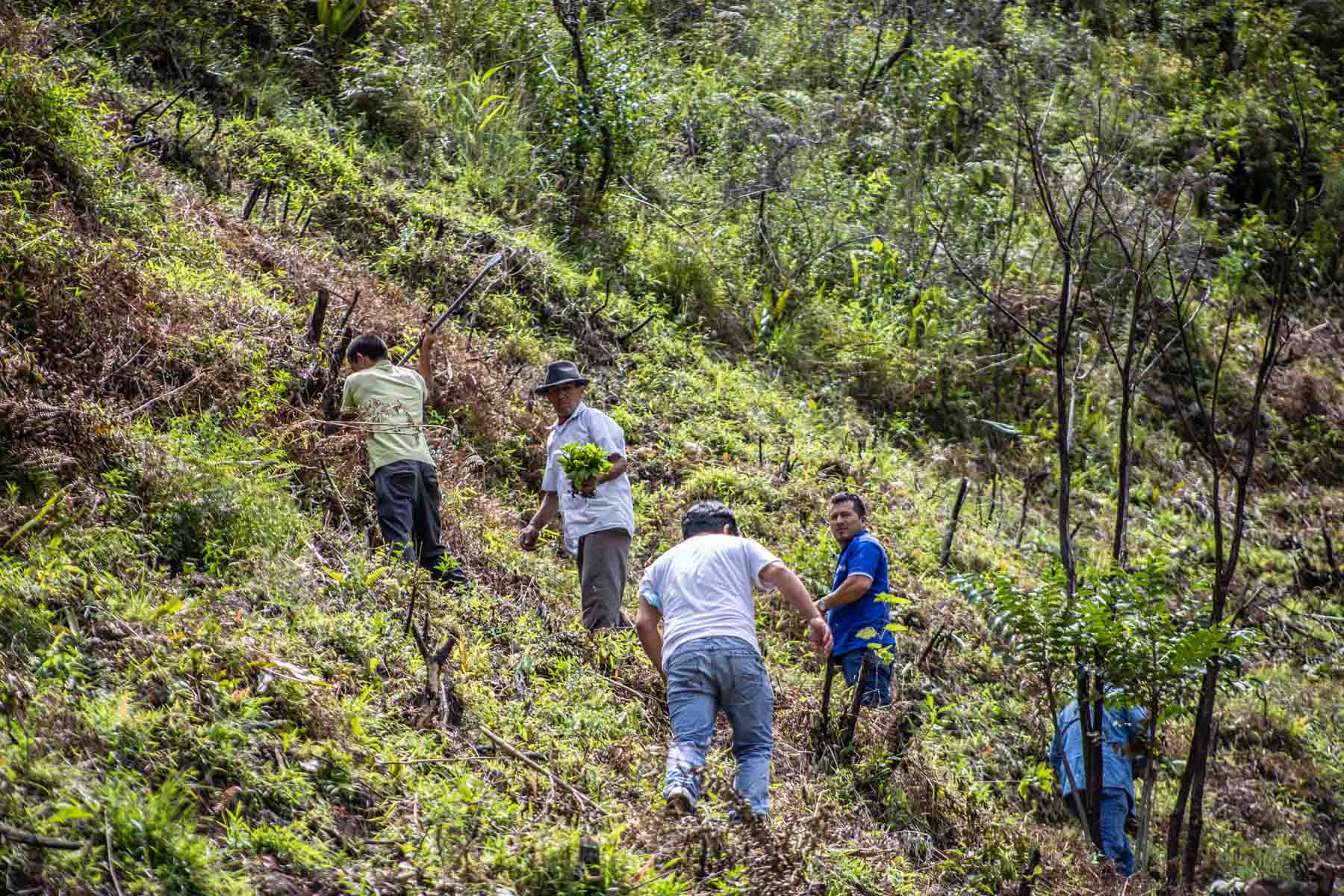 Des hommes plantant des arbres sur une montage au Pérou pour une plantation Refores'Action