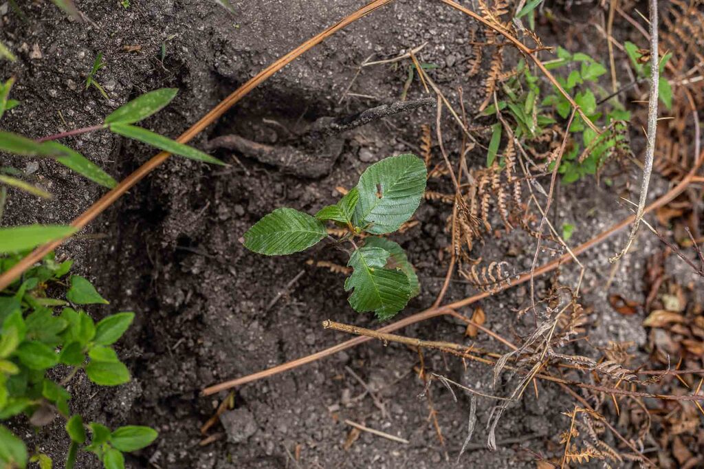 Projet de plantation au Pérou