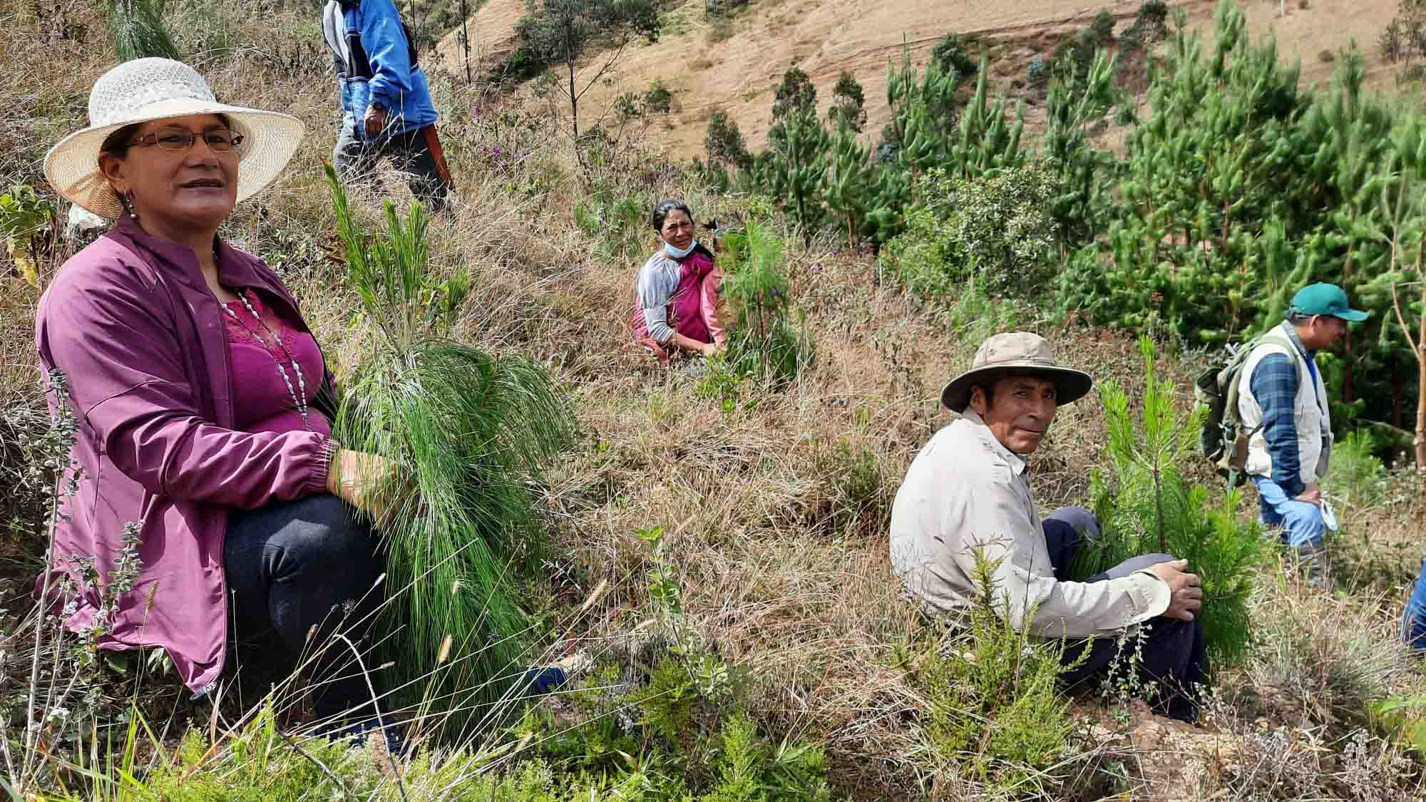 Les populations locales en pleine plantation d'arbres pour un projet de reforestation au Pérou
