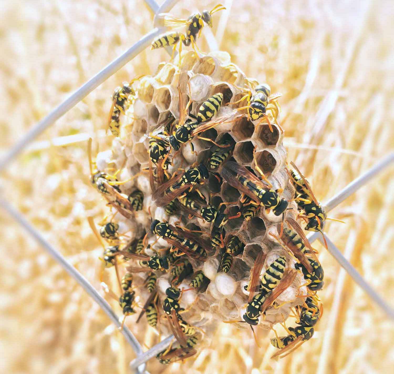 Alvéoles ruche abeilles