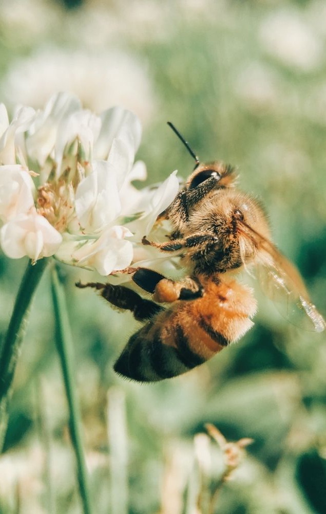 L'outil indispensable: la table de sciage - Histoires d'abeilles