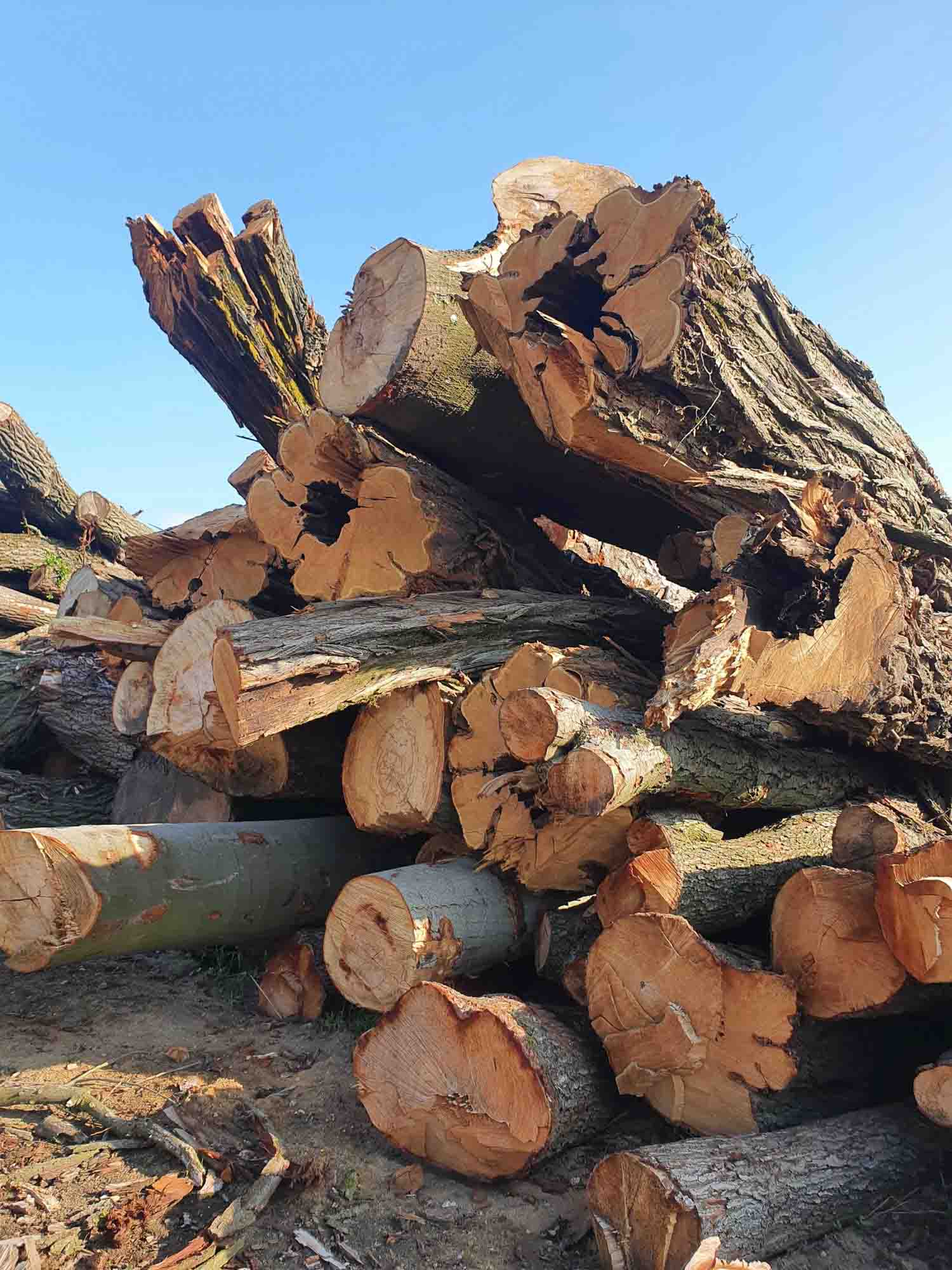 Des troncs d'arbres d'orme ancien décimés par la maladie, réutilisés par la suite par nos artisans.